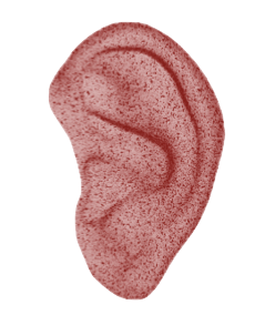 An illustrated red anatomical ear